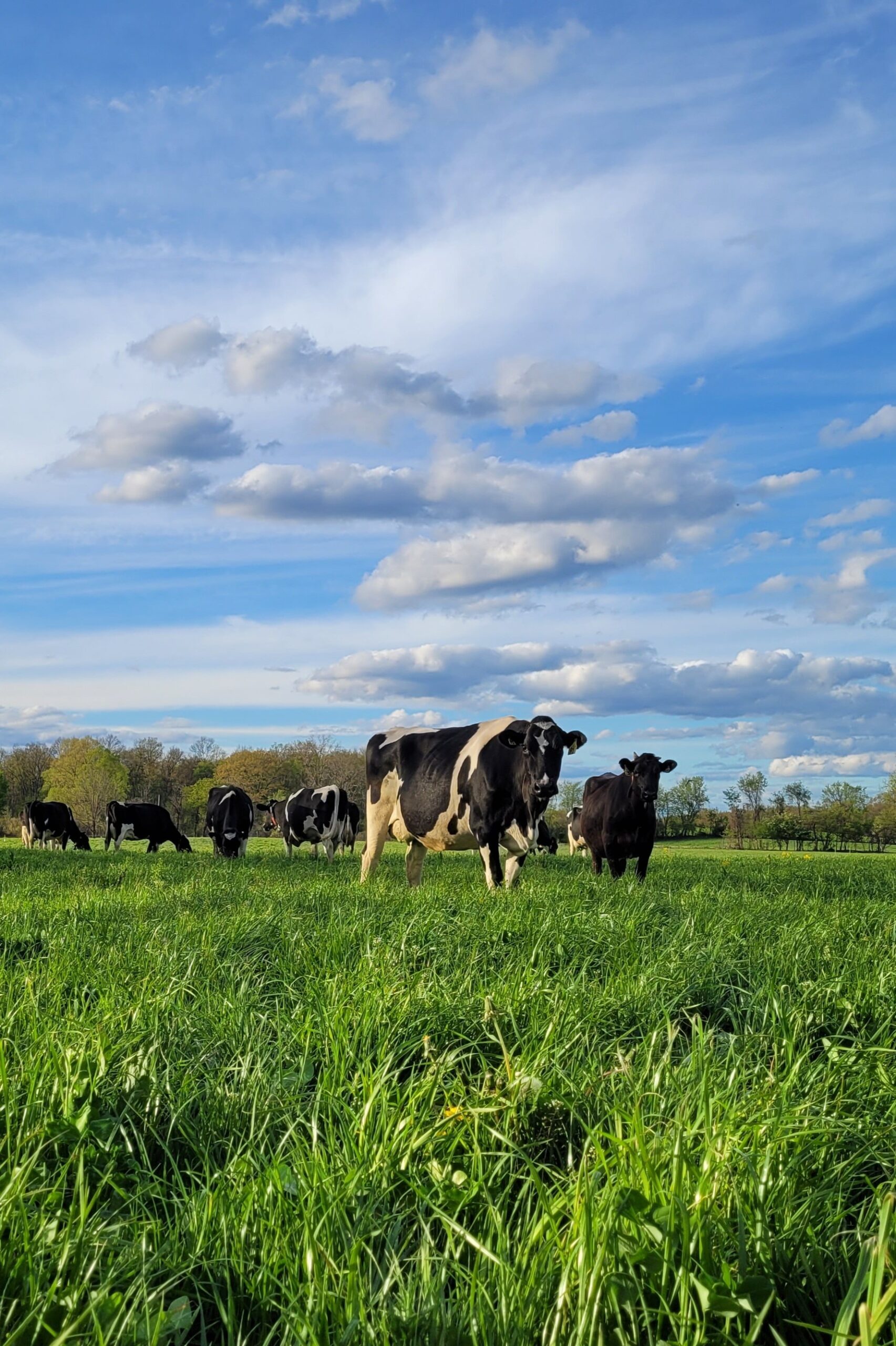 Annie+G's+Dairy,+MI+-+20210508_191252 A herd of black and white Holstein cows grazing in a lush green pasture under a blue sky with scattered clouds.